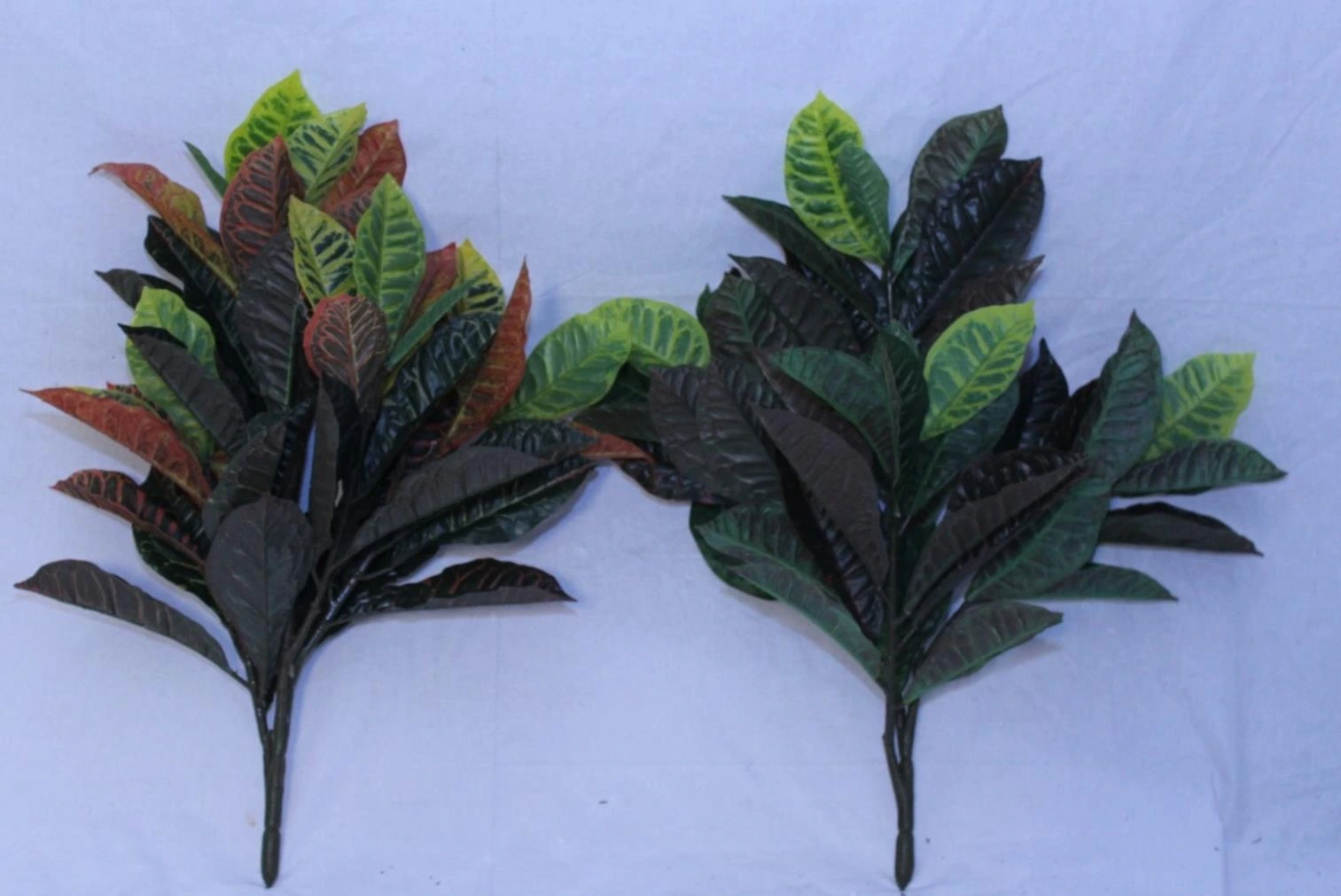 Carden Croton with 49lvs-H 2.4FT W 2FT